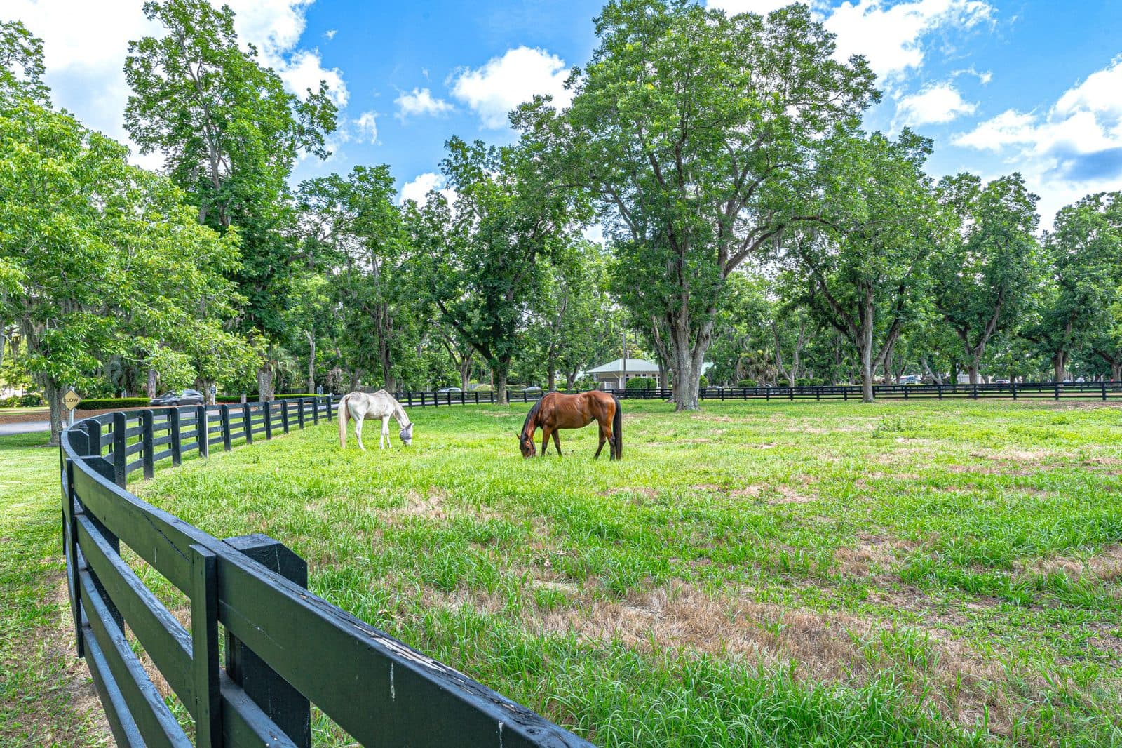 Horses grazing behind black board fencing at the Moss Creek equestrian centre